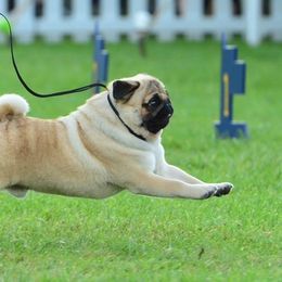 Pugs from Hill Country Pugs