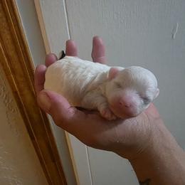 Snowy - White male Poodle puppy in Lawton, Oklahoma from My Precious Toy Poodles