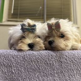 Maltese Puppies from Kallos kennels
