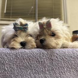 Maltese Puppies from Kallos kennels