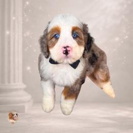 Anchor - Merle male Bernedoodle puppy in Canton, Georgia from Teddy Puppies