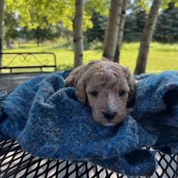 Cavapoo Puppies from Montana Cavapoo