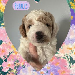 Pebbles - Parti female Goldendoodle puppy in Danville, Virginia from Stella’s Stunning Goldendoodles of VA