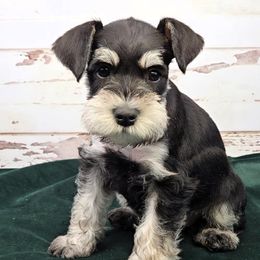 Miniature Schnauzer Puppies from Halo Schnauzer