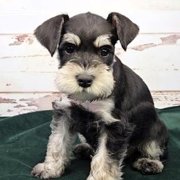 Miniature Schnauzer Puppies from Halo Schnauzer