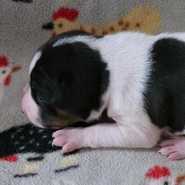 Joshua - White black and tan male Rat Terrier puppy in Ukiah, California from Poem's Haven Rat Terriers..AKA Mysthaven Rat Terriers