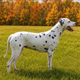 Blaze - Dalmatian