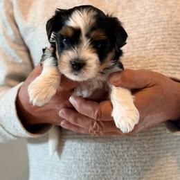 Biewer Terrier Puppies from Dunes Pups