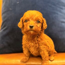 Girl 4 - Red  female Goldendoodle puppy in Meridian, Mississippi from Magnolia Poodles and Doodles