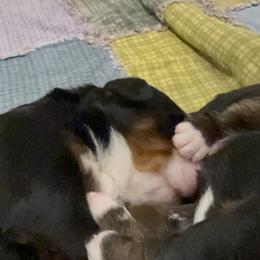 Sarah Sanderson - Tri-color female Bernese Mountain Dog puppy in Gardner, Kansas from Faith and Family Farm
