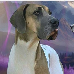 Great Danes from North Cedar Danes