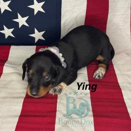 Ying - Black and tan male Dachshund puppy in Lexington, Oklahoma from BooneDox Miniature Dachshunds