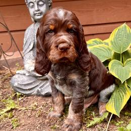 Zion (Orange-red) - Liver white and tan male English Springer Spaniel puppy in Conifer, Colorado from Majestic Mountain Springs