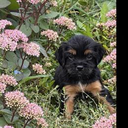 Lincoln - Black and tan male Cavapoo puppy in Battle Lake, Minnesota from Panda Puppies