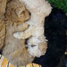 Havanese, Havapoo, and Poodle Puppies from Faithful Hearts Kennel