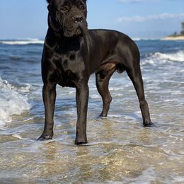 Cane Corso All Grown Up from Diamond Cut Kennels, Hawaii