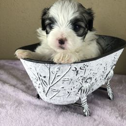 Miss Pink Collar - female Mal-Shi puppy in Poolville, Texas from Tx Pups
