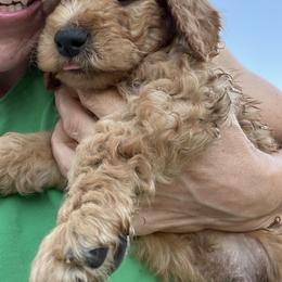 Goldendoodle and Labradoodle Puppies from California Double Doodles