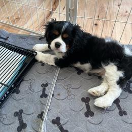 McTri - Tri-color male Cavalier King Charles Spaniel puppy in Caldwell, Idaho from Gem State Precious Cavaliers LLC