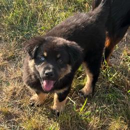 Aspen - Black tri female Miniature Australian Shepherd puppy in Medical Lake, Washington from MAS Gone Rogue