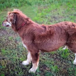 Liberty - Miniature Australian Shepherd