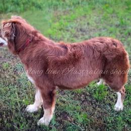 Liberty - Miniature Australian Shepherd