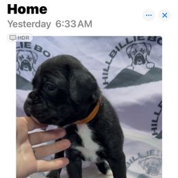 Girl 5 - female Boxer puppy in Taft, Tennessee from Hillbillie Boxers