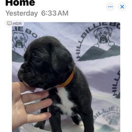 Girl 5 - female Boxer puppy in Taft, Tennessee from Hillbillie Boxers