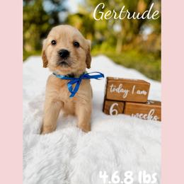 Golden Retriever Puppies from All shades Golden