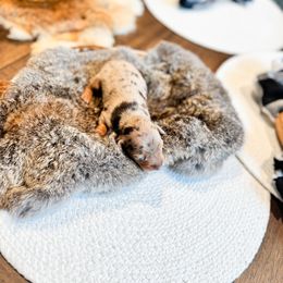 Dachshund Puppies from G&K Kennels