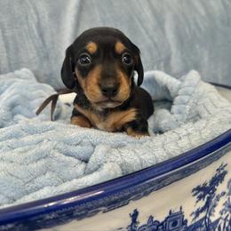 Baxter - Black and tan male Dachshund puppy in Memphis, Tennessee from River City Doxies