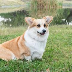 Penny - Pembroke Welsh Corgi
