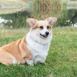 Penny - Pembroke Welsh Corgi