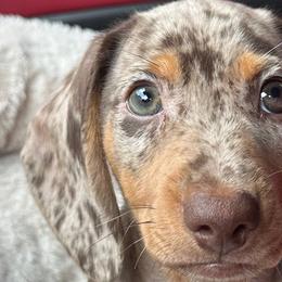 Dachshunds from Bravo Dachshunds