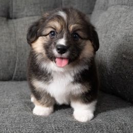 Woody - Black and tan male Pembroke Welsh Corgi puppy in Orange County, California from Han Dynasty Corgis