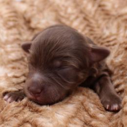 Skittles - Chocolate female Havapoo puppy in Hendersonville, North Carolina from Grayfinn House