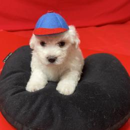 Ozzy - Blue collar - White male Bichon Frise puppy in 63101 (St. Louis Metro Area), Missouri from BichonSTL