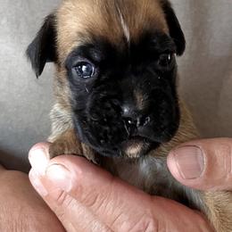 Brooklyn - Fawn female Boxer puppy in New Smyrna Beach, Florida from Beachside Boxers and Frenchies
