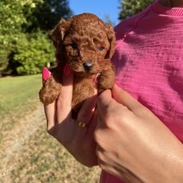 Girl 2 - Red  Poodle puppy in Marietta, Georgia from Toy Poodles by Iryna