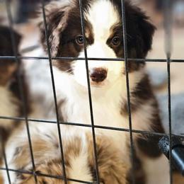 Denali (Yellow) - Red tri-color male Miniature American Shepherd puppy in Griswold, Connecticut from Flatrock's Mini American Shepherd's