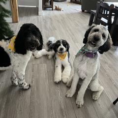 Labradoodle and Saint Berdoodle Puppies from ProAct Canines