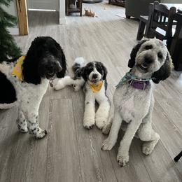 Labradoodle and Saint Berdoodle Puppies from ProAct Canines