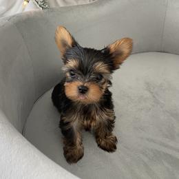 Yorkshire Terrier Puppies from Polina Mironchuk