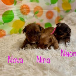 Nina - Tan and white female Yorkshire Terrier puppy in Tulsa, Oklahoma from Conns Cuddly Canines