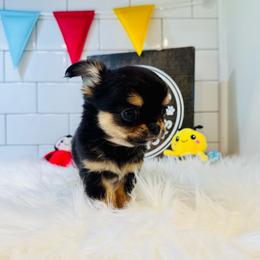 Theo - Black and tan male Chihuahua puppy in Dayton, Ohio from Petite Pups