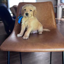 Blue Boy - Golden male Golden Retriever puppy in Piedmont, South Carolina from The Farm at Saluda Ridge