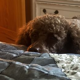 Poodles and Schnoodles from Pippa’s Place Poodles