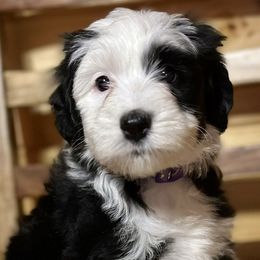 Audrey - Black and white Sheepadoodle puppy in Candler, North Carolina from Celia's Sheepadoodles