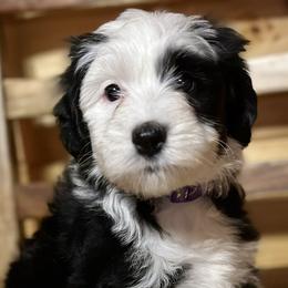 Audrey - Black and white Sheepadoodle puppy in Candler, North Carolina from Celia's Sheepadoodles