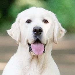 Max - Golden Retriever